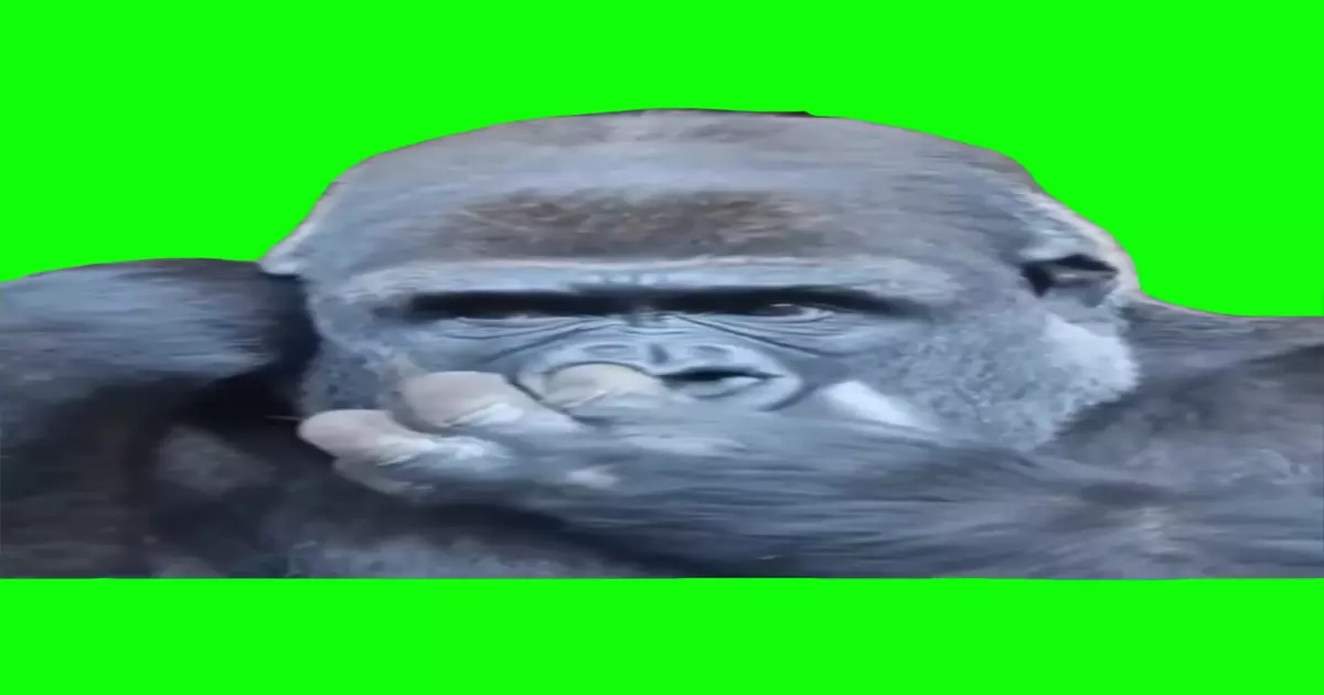 Gorilla Eating Booger Green Screen Meme Download Video
