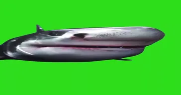 Great White S Pearls Of Wisdom Green Screen Video