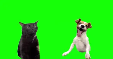 Green Screen Laughing Dog With Black Cat Zoning Out Meme Video