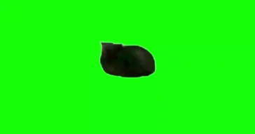 Spinning Cat Dingus The Cat Green Screen Meme Download Video