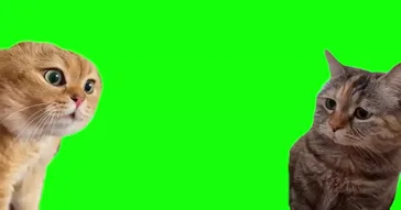 Green Screen Spinning Cat Meme Download | Video & Audio Meme Video
