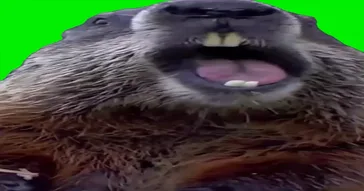 Groundhog Burps Green Screen Meme Video