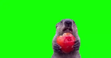 Groundhog Eating Stolen Crops Green Screen Meme Video