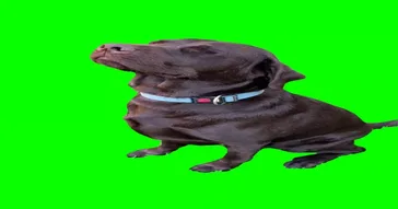 Happy Dog Green Screen Meme Download | Video & Audio Meme Video