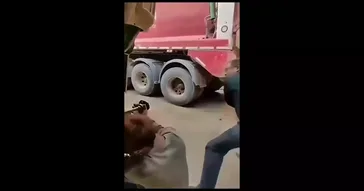 Hammer And Dog Funny Meme Video