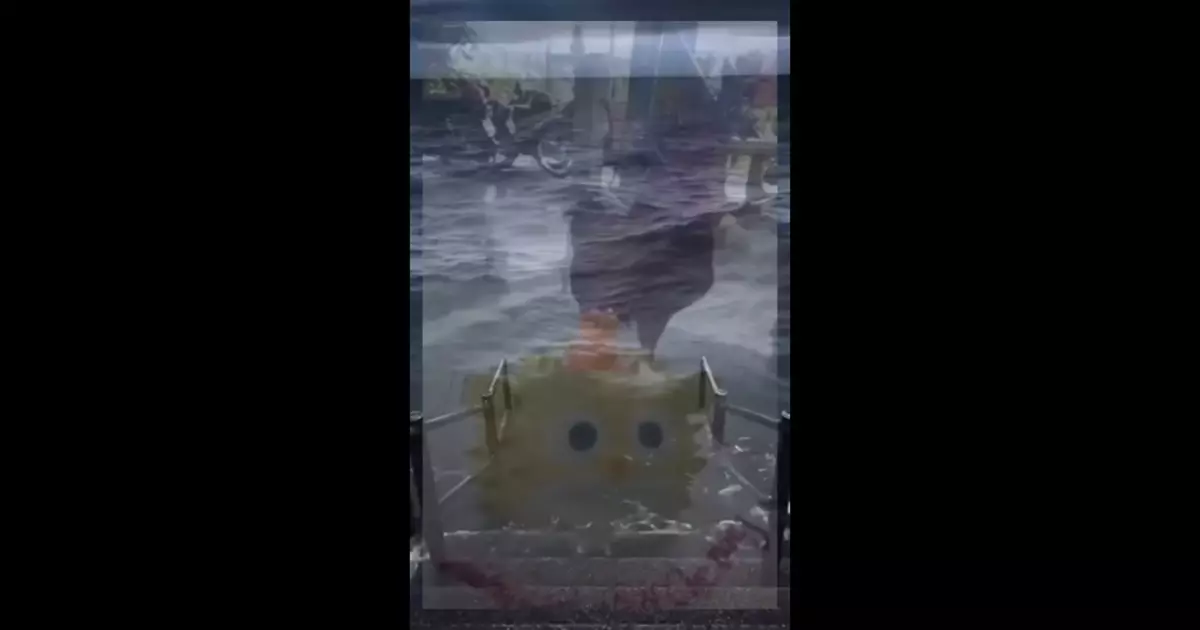Happy Birthday Funny Meme Download Video