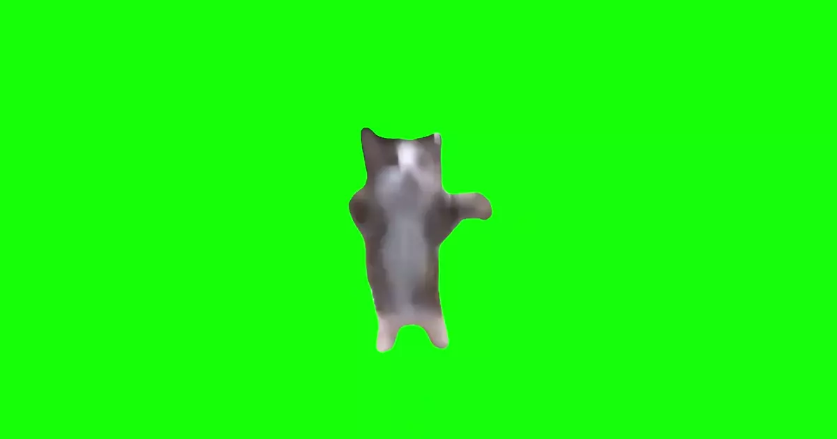 Happy Cat Jumping Green Screen Meme Download Video