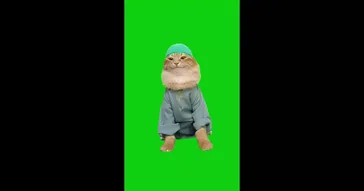 Ha Hee Cat Meme Download | Video & Audio Meme Video