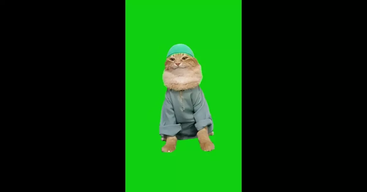 Happy Cat Meme Download Video