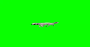 Dancingdog Green Screen Meme Download | Video & Audio Meme Video