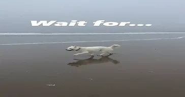 Ye Dogla Aadmi Hai Meme Download | Video & Audio Meme Video