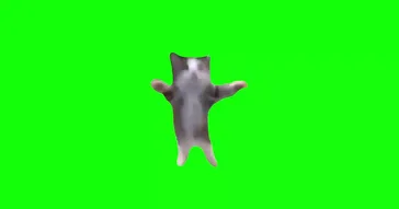 Hey Hey Hey Green Screen Meme Download | Video & Audio Meme Video