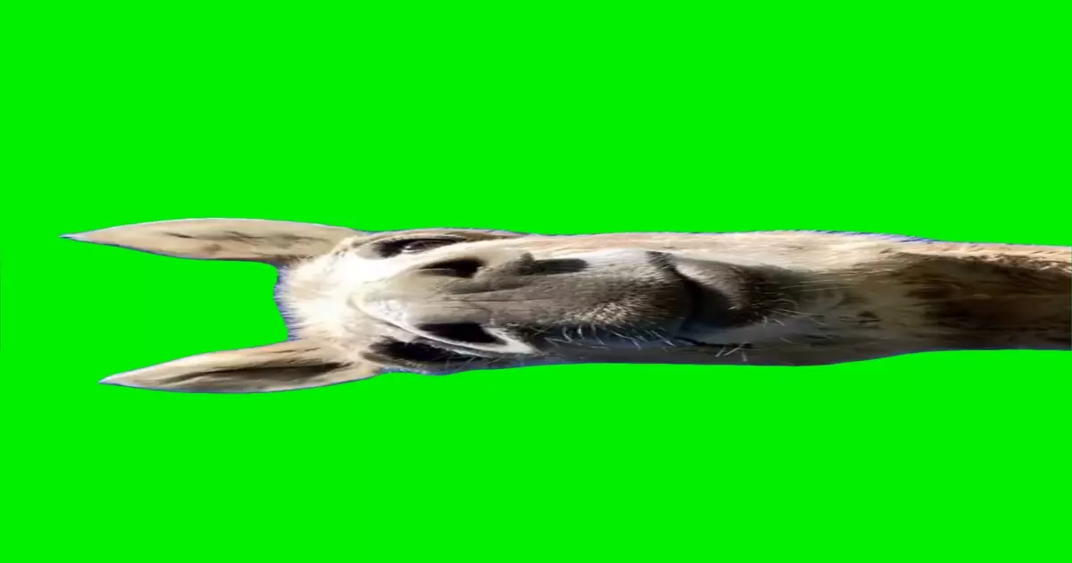 Hi Good Morning Green Screen Meme Download Video