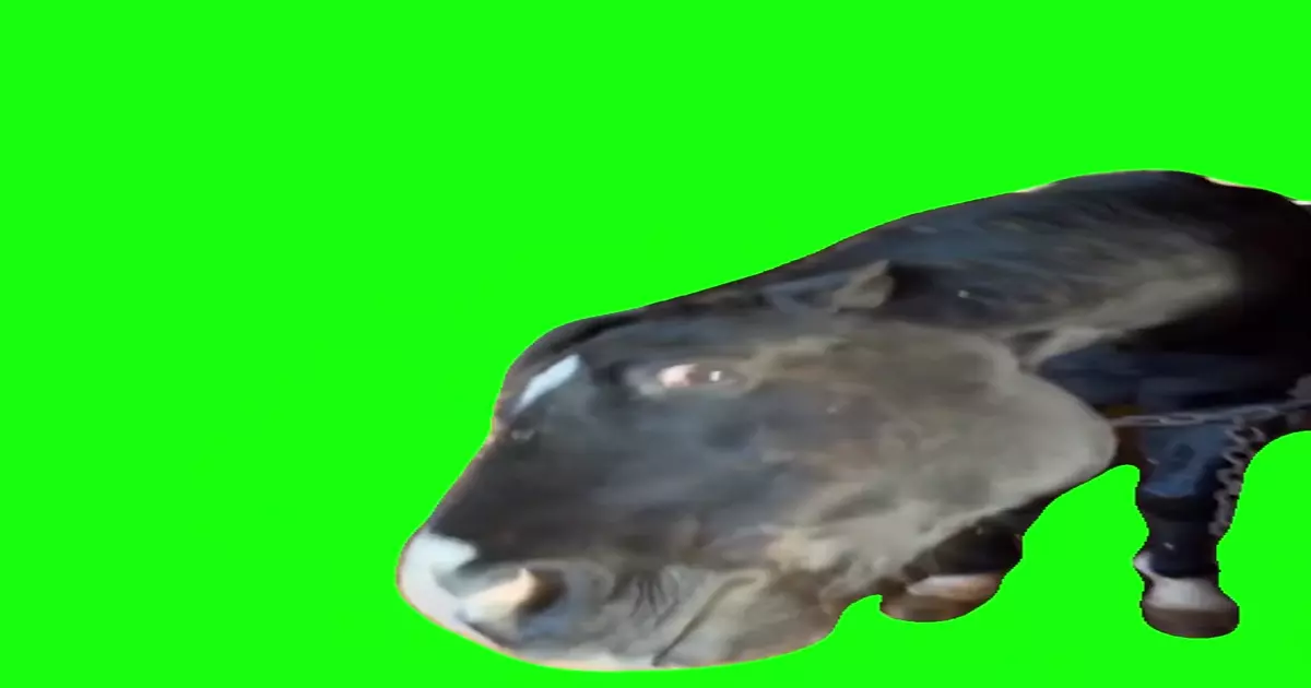 Horse Bombastic Side Eye Green Screen Meme Download Video