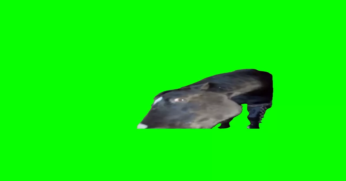 Horse Side Eye Green Screen Meme Download Video