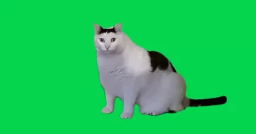Sad Cat Green Screen Meme Download | Video & Audio Meme Video