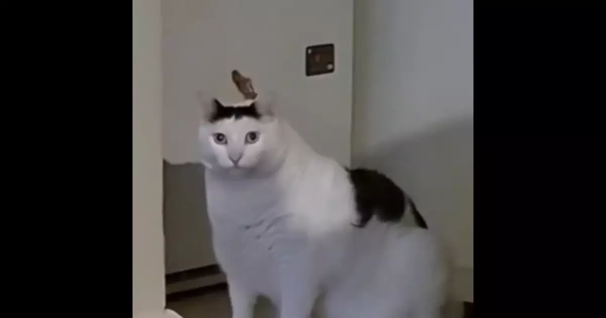 Huh Cat Meme Download Video