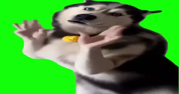 Husky Dancing Green Screen Meme Download Video