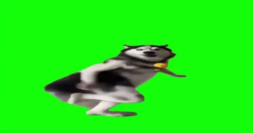 Husky Dancing Green Screen Meme Download | Video & Audio Meme Video