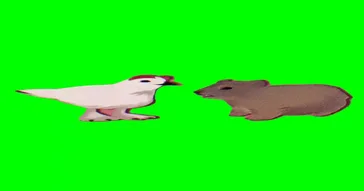 Hyrax And Chicken Talking Meme Video