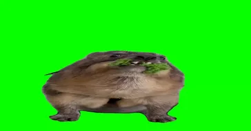 Tow Hyrax Screaming Green Screen Meme Download | Video & Audio Meme Video