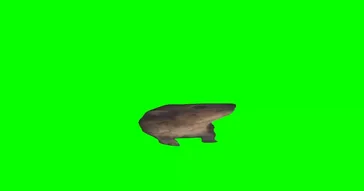 Hyrax Screaming Meme Video