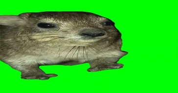 Tow Hyrax Screaming Green Screen Meme Download | Video & Audio Meme Video