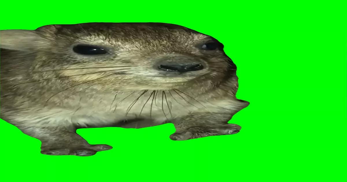 Hyrax Wawa Green Screen Meme Download Video