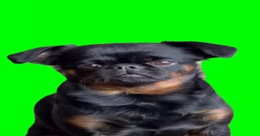 I Need To Keep An Eye On You But I Just Want To Sleep Green Screen Meme Video