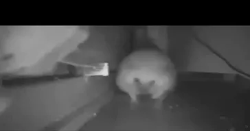 Ew This Is So Cringe Guilty Meme Download | Video & Audio Meme Video