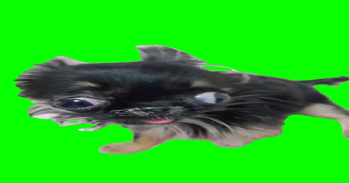 I Woke Up Like This Meme Download Video