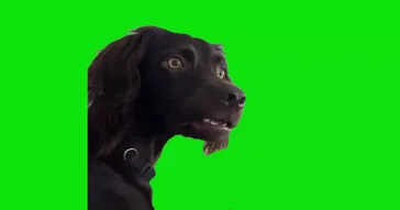 Turn Your Volume Up Listen To Pookie Breath Meme Download Video