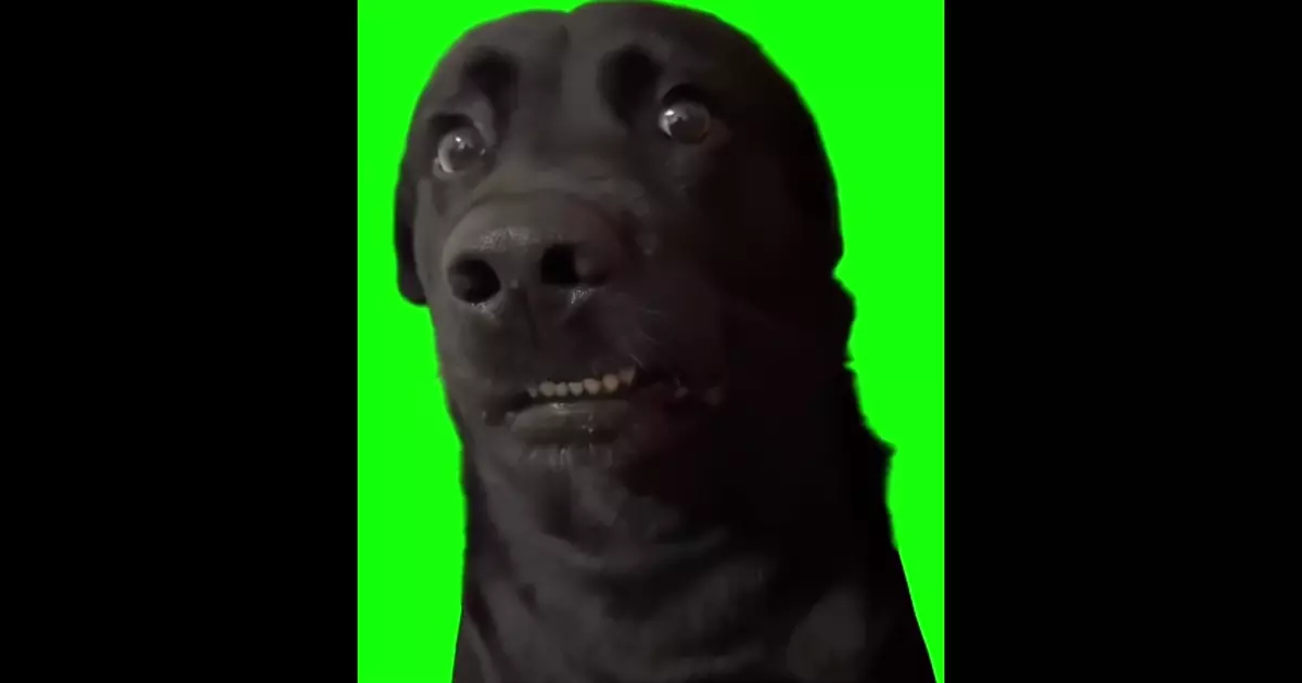 Inki Pinki Pinky Dog Meme Download Video