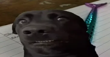 Inky Pinky Ponky Meme Download Inky Pinky Ponky Meme Download Video