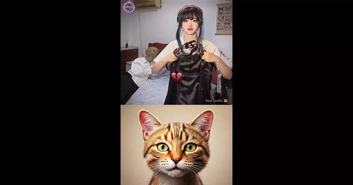 Instagram Viral Cat Popular Meme Download Video