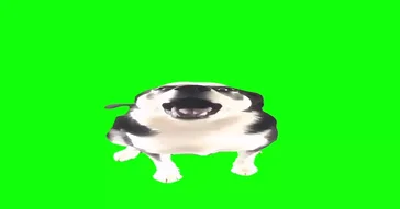 Interrupting Dog Green Screen Video