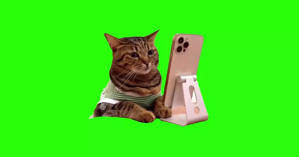 Iphone Cat Meme Download Video
