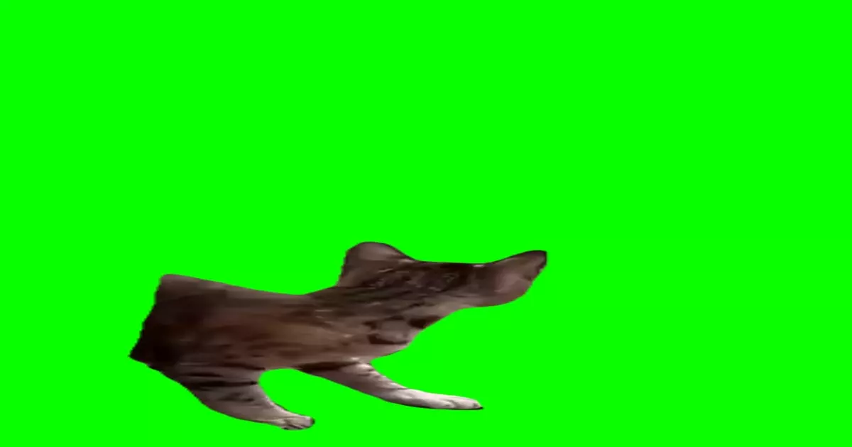 Jump Scare Cat Meme Download Video