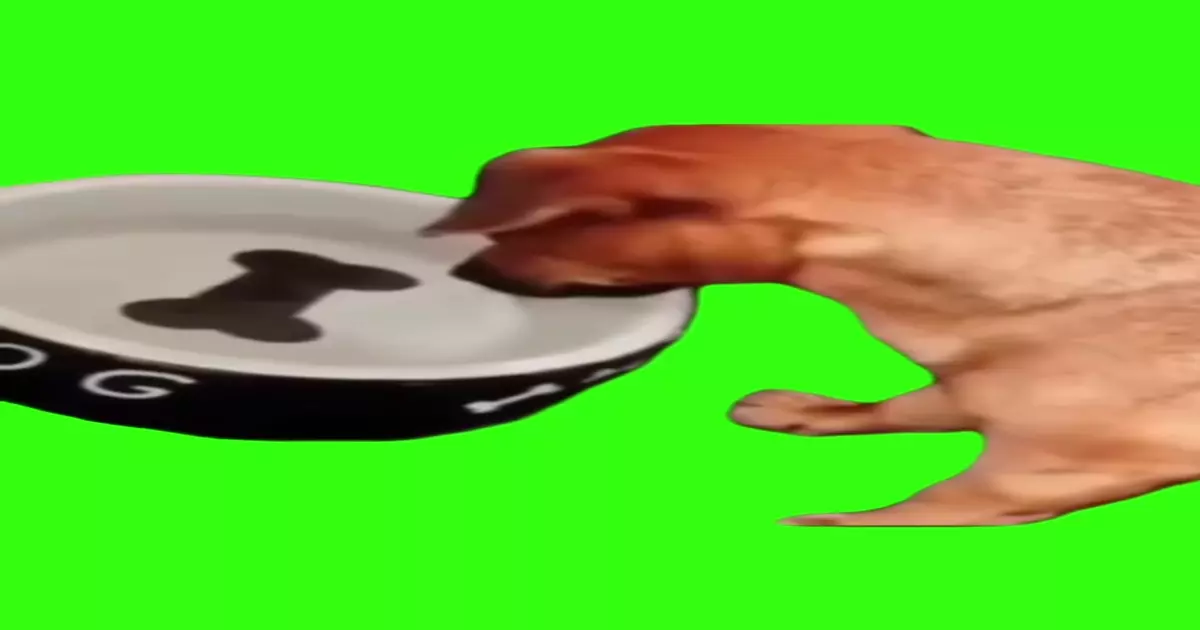 Justice For Dog Meme Download Video