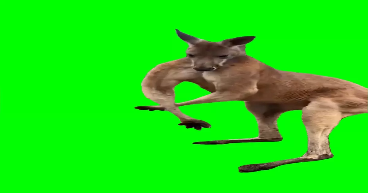 Kangaroo Flexing Green Screen Meme Download Video