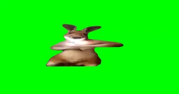 Kangaroo Records Him Self Dancing Meme Video
