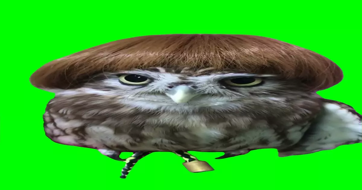Karen Owl Green Screen Meme Download Video