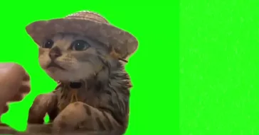 Kitten In The Hat Taking A Bath Meme Video