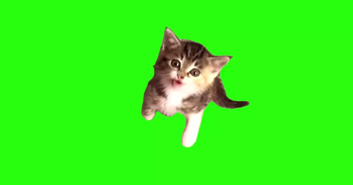 Kitten Jumping Meme Download Video