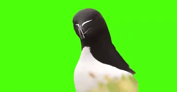 Pufferfish Eating Carrot Green Screen Meme Download Video