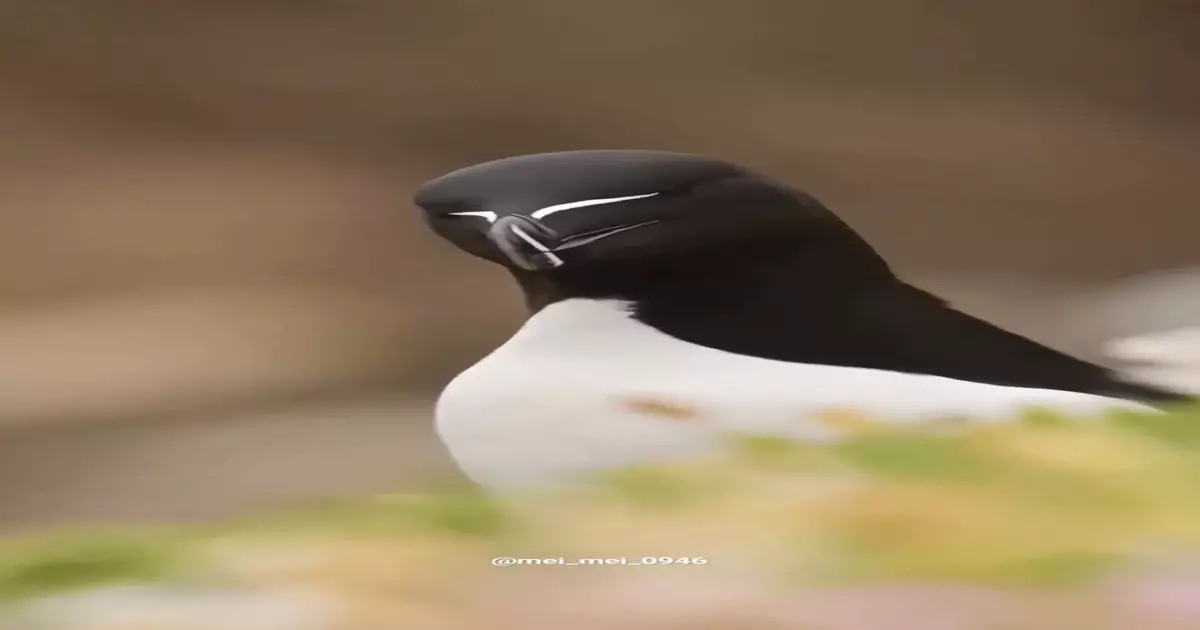 Knife Billed Puffin Have You Found Its Eyes Meme Download Video