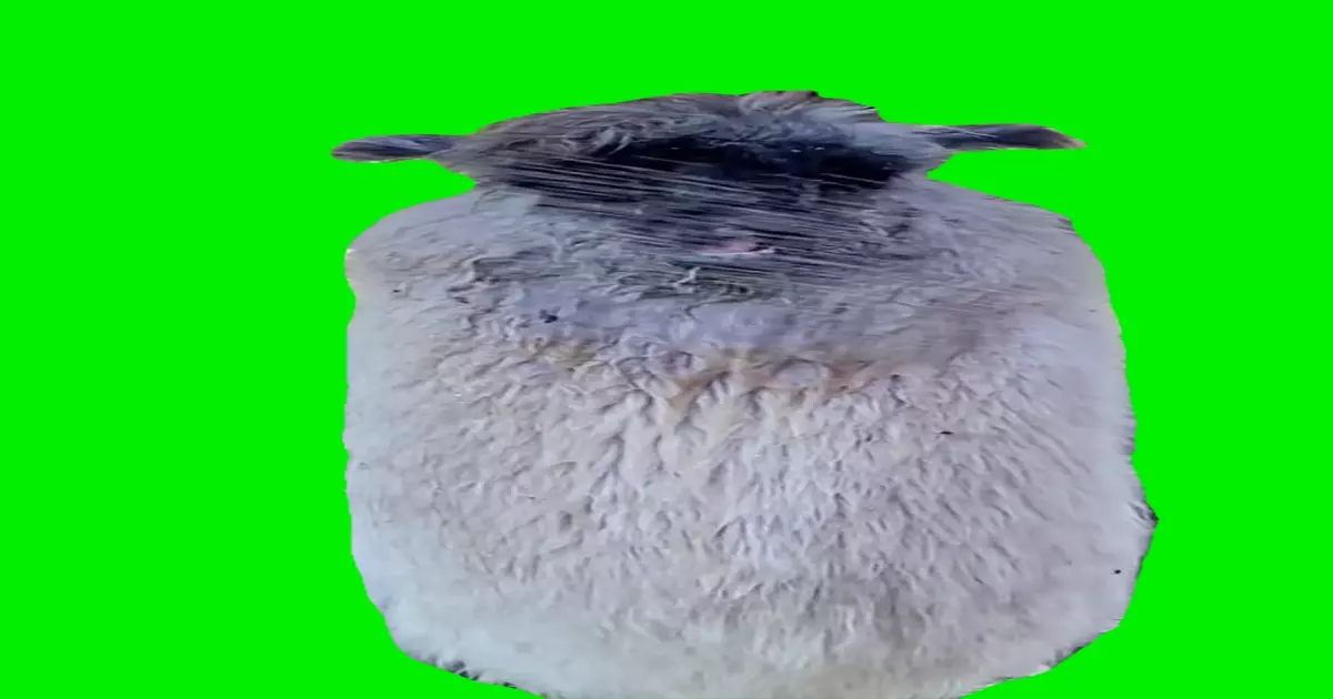 Lama Singing Meme Download Video