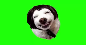 Smiling Big Head Dog Green Screen Meme Download | Video & Audio Meme Video