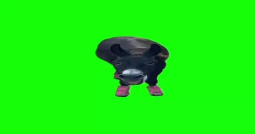 Happy Elephant Green Screen Meme Download | Video & Audio Meme Video