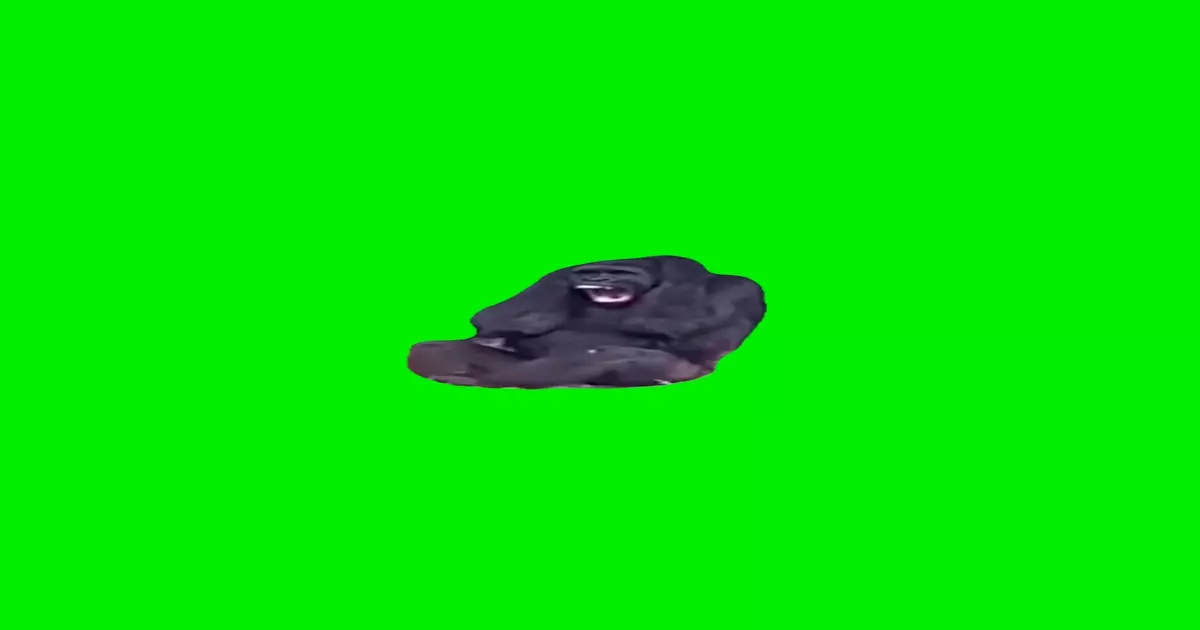 Lauging Ape Meme Download Video